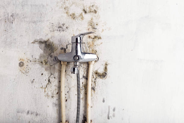 Best Local Mold Removal Service  in Highland Falls, NY