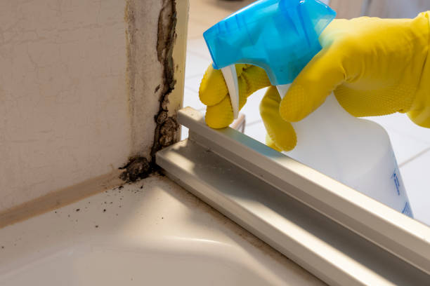 Mold Removal and Inspection in Highland Falls, NY