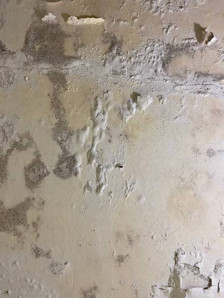 Best Fast Mold Removal  in Highland Falls, NY