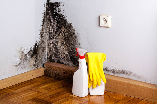 Best Toxic Mold Removal  in Highland Falls, NY