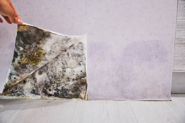 Professional Mold Removal in Highland Falls, NY